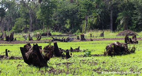 Using the Power of the Cloud to Map Chimpanzee Habitat Connectivity