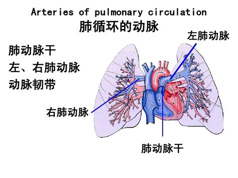 肺动脉解剖图三维肺动脉三维解剖图 伤感说说吧