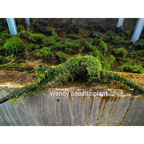 Jual Kayu Java Moss Aquascape Shopee Indonesia