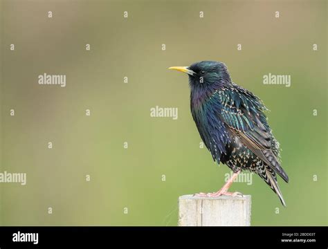 Sturnidae hi-res stock photography and images - Alamy