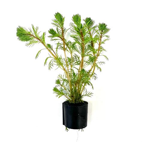 Myriophyllum Brasiliensis In Eco Ring Planten In Bundel Met Eco Ring