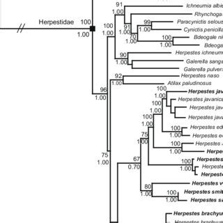 Phylogenetic Tree Obtained From Bayesian Analyses Of The Combined