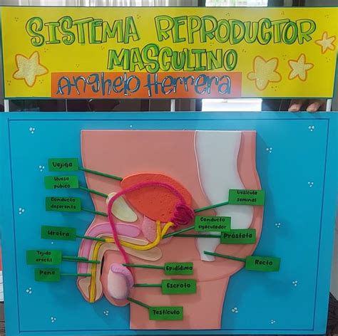 Sistema Reproductor Masculino Sistema Reproductor Habitos De Higiene