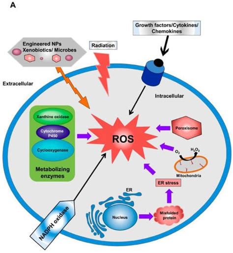 Cancers Free Full Text Impact Of Ros Generated By Chemical