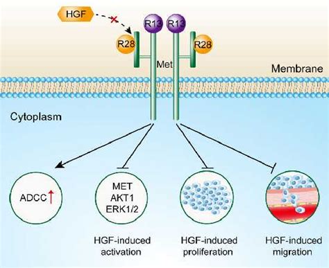 Humanized Monoclonal Antibody