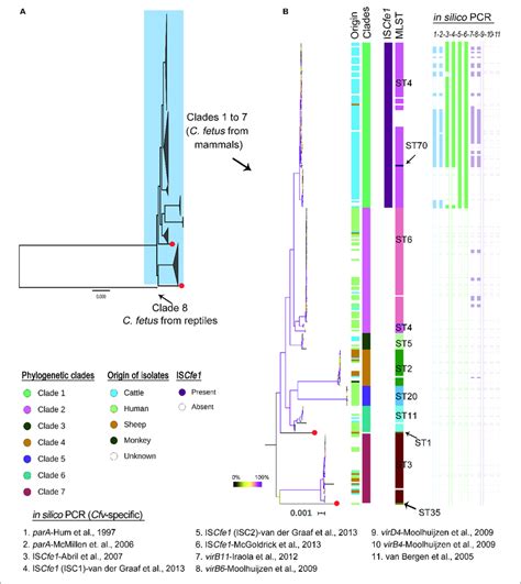 Phylogenetic Structure Of Campylobacter Fetus Genomes Based On 18 793 Download Scientific