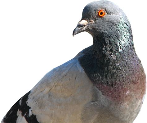 Famous Pigeons Winning Pigeon Racing And Racing Pigeons Strategies