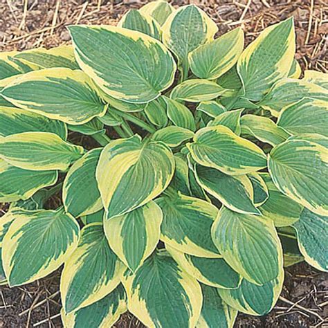 METROLINA GREENHOUSES 1 5 Gal Wide Brim Variegated Hosta Plant With