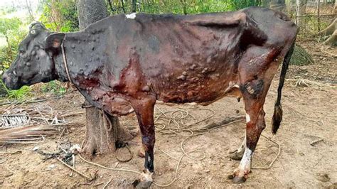 Monsoon Nearing Fear Of Lumpy Skin Disease In Cattle Resurfaces