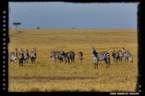 Amboseli National Park | National parks, Wildlife, Park