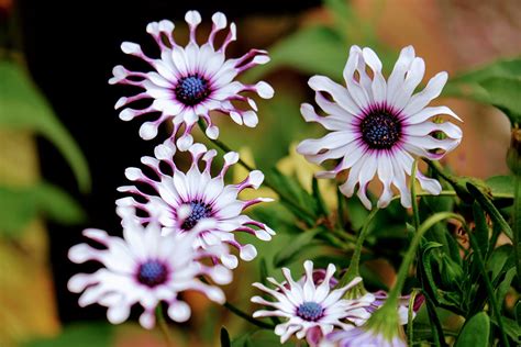 Osteospermum How To Grow And Care For African Daisy