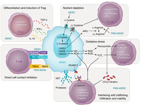 Myeloid Mediated Mechanisms Of T Cell Immunosuppression Myeloid Cells