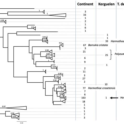 Mitochondrial Cytochrome C Oxidase Subunit I Cox1 PhyML Tree Of