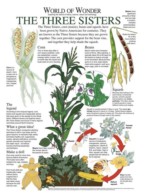 Pretty Flower Names Infographic Poster Infographics Vegetative