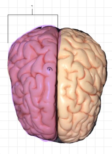 Lab 8A Human Whole Brain Model Flashcards Quizlet