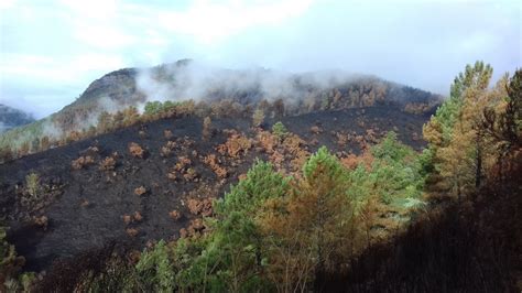 Los incendios de Ribas de Sil causaron graves daños en la vegetación