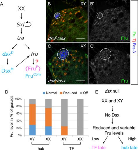 Doublesex Regulates Fruitless Expression To Promote Sexual Dimorphism