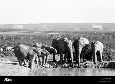 Lafrique Du Sud Eastern Cape Province Addo Elephant National Park