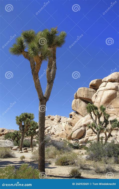 Árbol De Joshua En El Valle Ocultado Con El Cielo Azul Imagen de