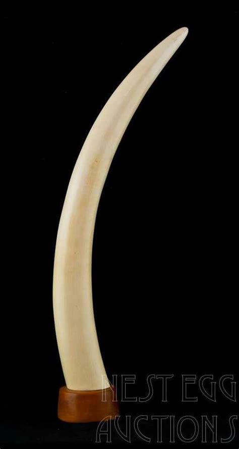 Polished African Ivory Tusk