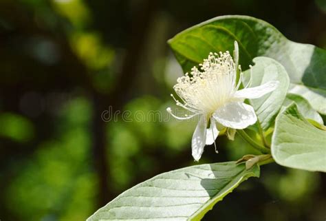 Guava Flower Blooming on Branch in Garden Stock Image - Image of petal, leaf: 100498817