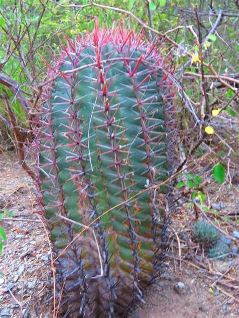 Types Of Ferocactus Cacti With Pictures Succulent Alley