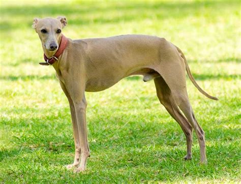 Italian Greyhound Breed Profile - Your Dog