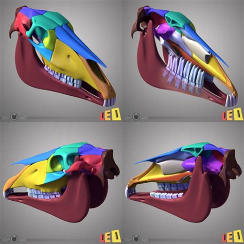 3d Model Horse Head Anatomy Skull