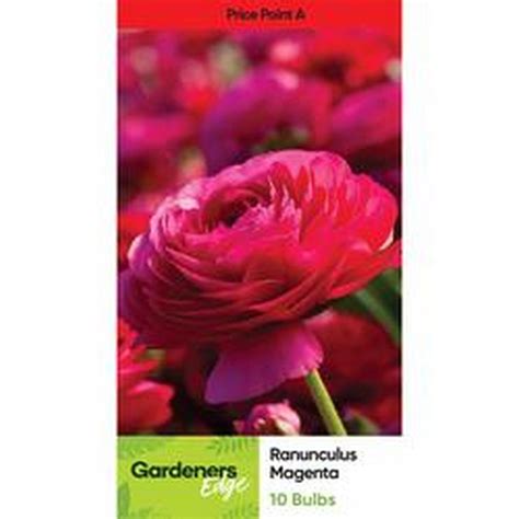 Gardeners Edge Ranunculus Magenta Pack Of Deep Red Mitre