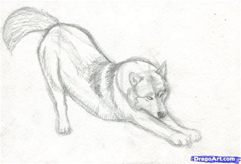 How To Draw A Realistic Wolf Step By Step Drawing Tutorial
