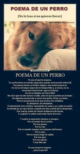 Hermoso Poema De Un Perro Te Hara Reflexionar Y Valorar A Este Fiel Y