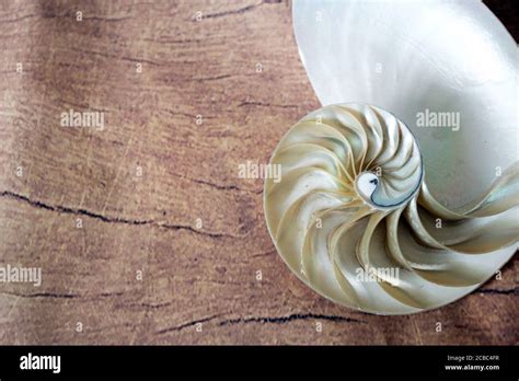 Shell Nautilus Fibonacci Section Spiral Pearl Symmetry Half Cross