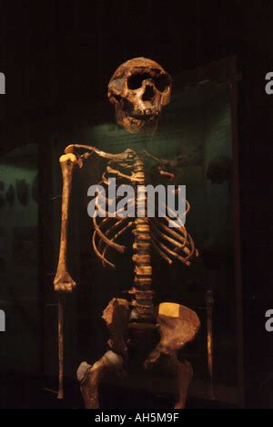 Homo Ergaster Erectus Skeleton Nariokotome Boy Stock Photo Alamy