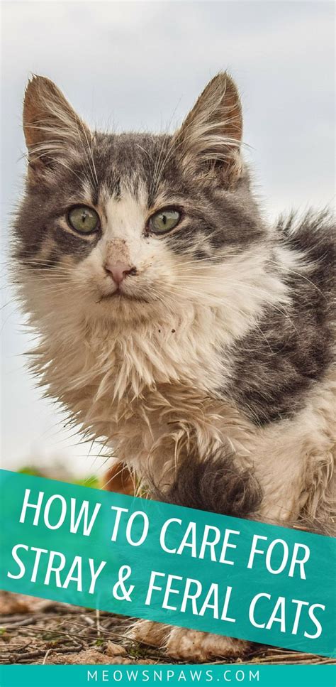 How To Care For Stray And Feral Cats 6 Things To Know Meows N Paws