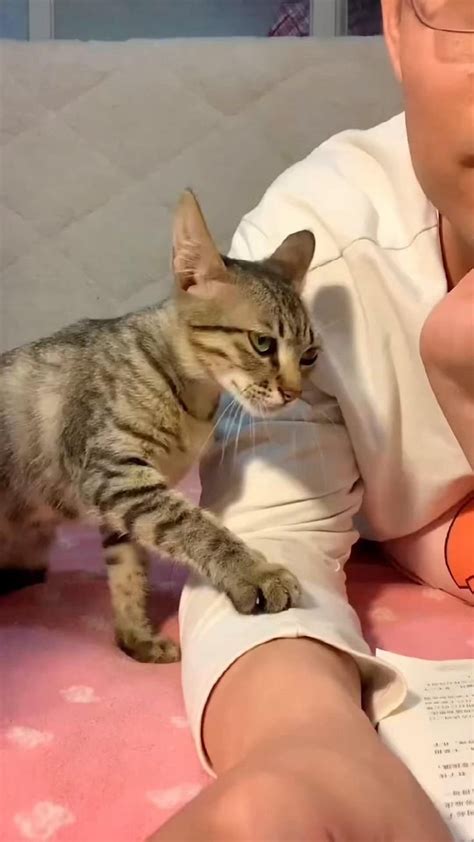 Catvideos Catlover Cat Catsofinstagram Catlovers Catsoftiktok