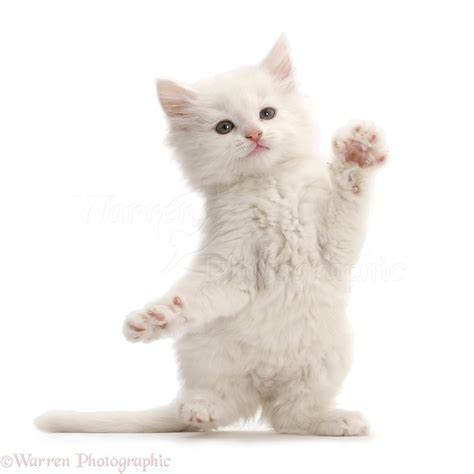 White kitten dancing photo WP42953