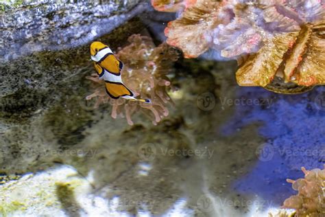 Pez Payaso Amphiprion Percula Nadando Entre Los Tentáculos De Su Anémona México 13039418 Foto