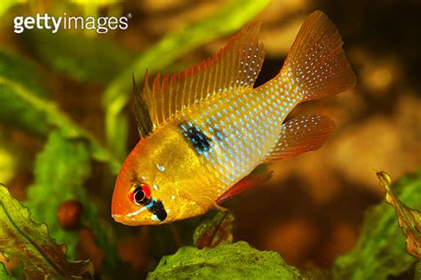 German Ram Cichlid Mikrogeophagus Ramirezi Aquarium Fish Butterfly