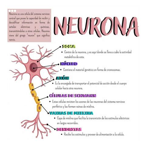 Partes De La Neurona Maryuri Lisbeth Udocz