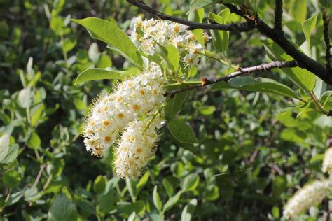 How to Identify a Chokecherry Tree Easily - Gardenerdy