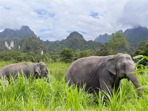 Elephant Hills Jungle Lake Safari 3 Day Thailand Package Tour