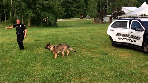 Watch Police K 9 Apprehend Suspect Youtube