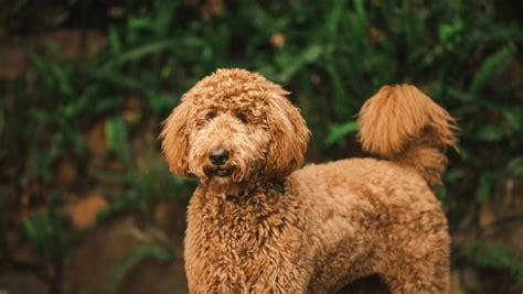 Best Grooming Tips For Goldendoodles [Ultimate Guide] - The Doodle Guide