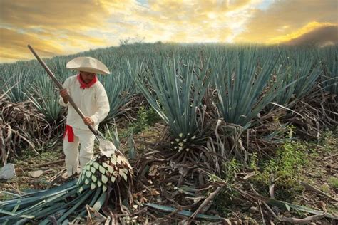 Agave field Stock Photos, Royalty Free Agave field Images | Depositphotos