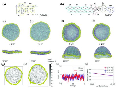 Coarse Grained Cg Molecular Dynamics Md Simulations Of Dibmalps Of