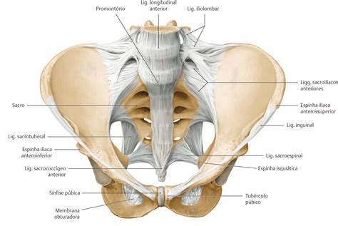 Ligamentos Da Pelve Anatomia Papel E Caneta