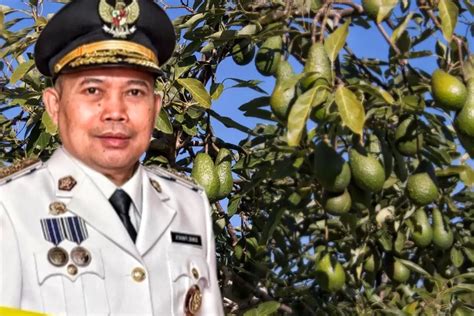 Produksi Buah Alpukat Di Wilayahnya Cuma Ton Dalam Setahun Inilah