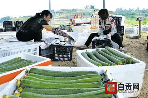 榮縣高山鎮「招引」種養能手入鎮 每日頭條