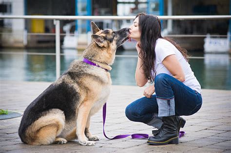 190 Dog Licking Smiling Animal Tongue Stock Photos Pictures And Royalty