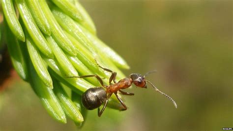 Flying Ant Day What Is It And Why Does It Happen Bbc Newsround